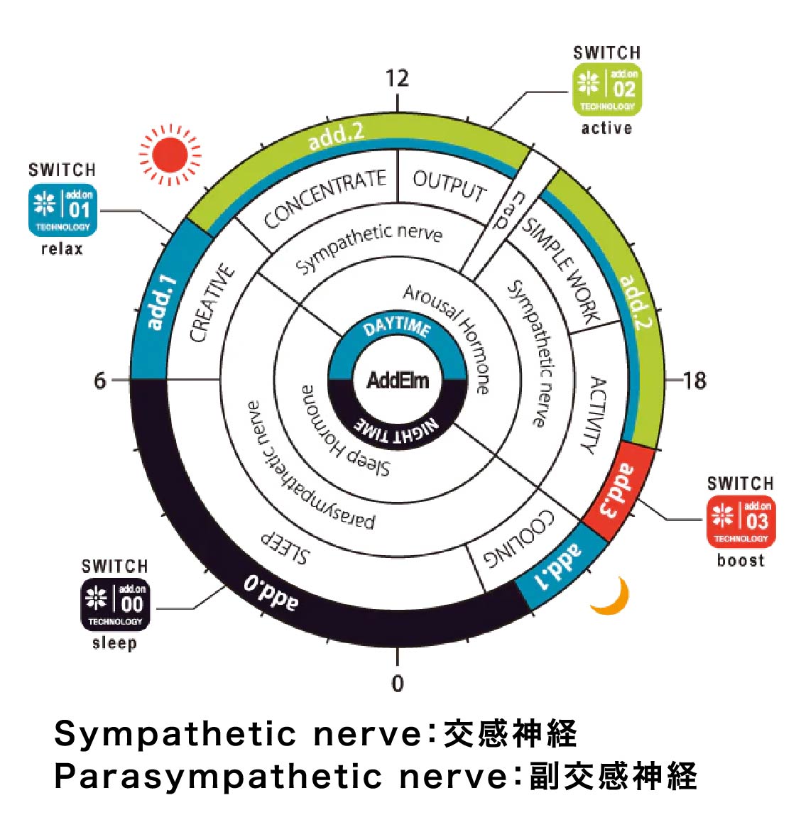 Sympathetic nerve：交感神経 Parasympathetic nerve：副交感神経